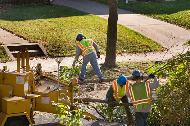 Best Tree Removal  in Vienna Bend, LA